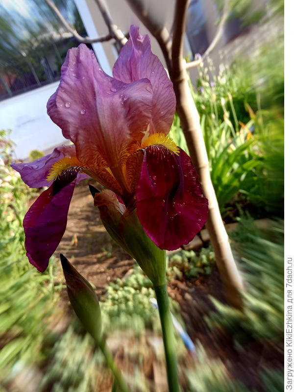 У всех  моих ирисов и  сиреневых и бордовых - края  не  волнистые, в отличие от ваших селекционных...