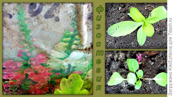 Вот во что  превратилась этикетка  пока  рассада  подрастала... Этикетка лежала на подложке...