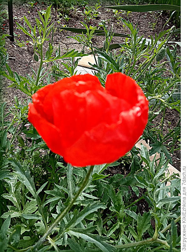 Что  скажете  про  этот сорт?