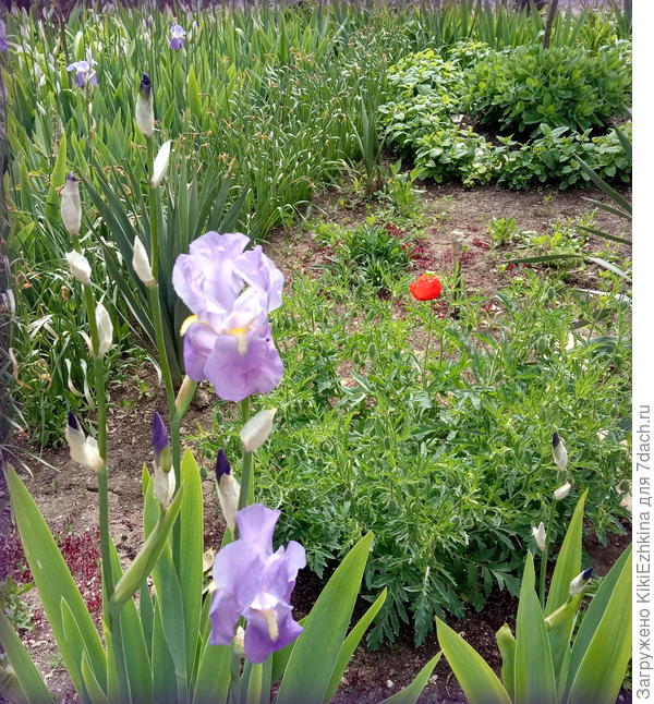 Не  знаю как выскажутся эксперты,но я  вижу :  простой  полевой мак...