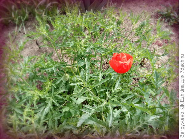 Подзаборный  мак,  явно  полевой...