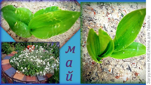 Вот они, мои ландыши-второгодки...