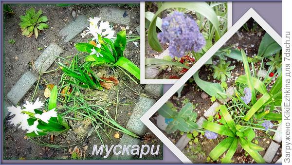 Очень не интересный цвет, на мой взгляд, и  рыхлая  бесформенная  головка цветка...