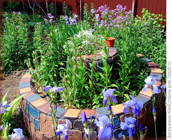 У забора по центру маттиола уже цветёт, а на улитке - только собирается...