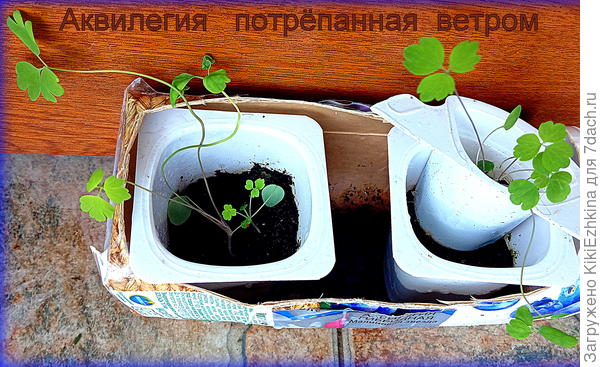 Вот такие  малыши и ещё меньше- пошли  в   открытый  грунт!