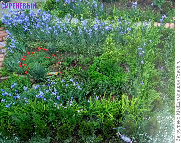 Единственный  кустик полевого мака захватил центр сада!