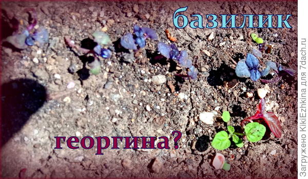 Базилик Каракум  пророс  и  цветом  себя  обнаружил...