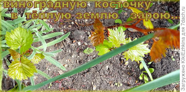 в прошлом сезоне показался впервые из косточки, а в этом году- ему уже второй год пошёл... пора готовить опору для него - взошёл в незапланированном месте...