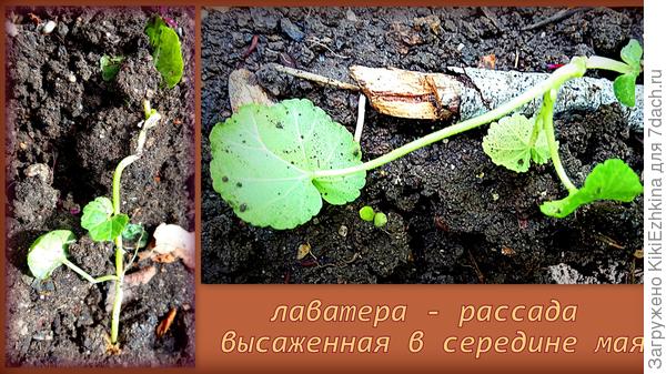 Вот что у меня понаросло к маю месяцу... Что теперь с ним делать? Может на постоянном месте стоит подкормить?