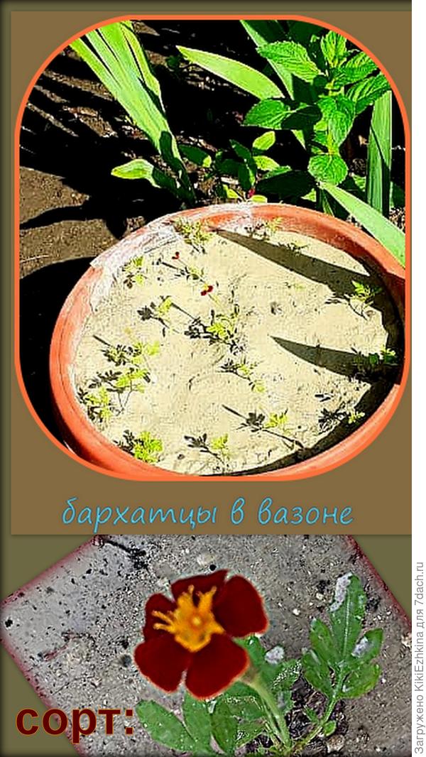 Бархатцы 22 мая...