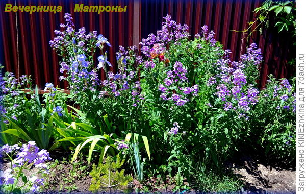 Вот он,мой бордовый ирис слегка проглядывает сквозь кусты вечерницы