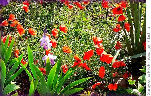 Мак мой полевой- буйствует в культурных условиях сада!