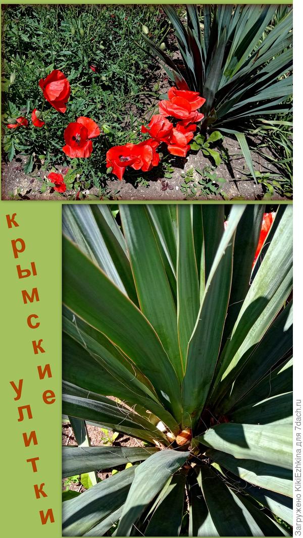 Среди листьев юкки- целое собрание! Надо специально туда подсесть с баночкой заветной и всех их оттуда повытаскивать.