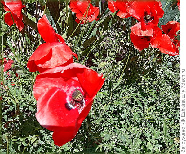 Тепло, солнышко,открылись и  трепещут на ветру- глаз не отвести, какая  красота!