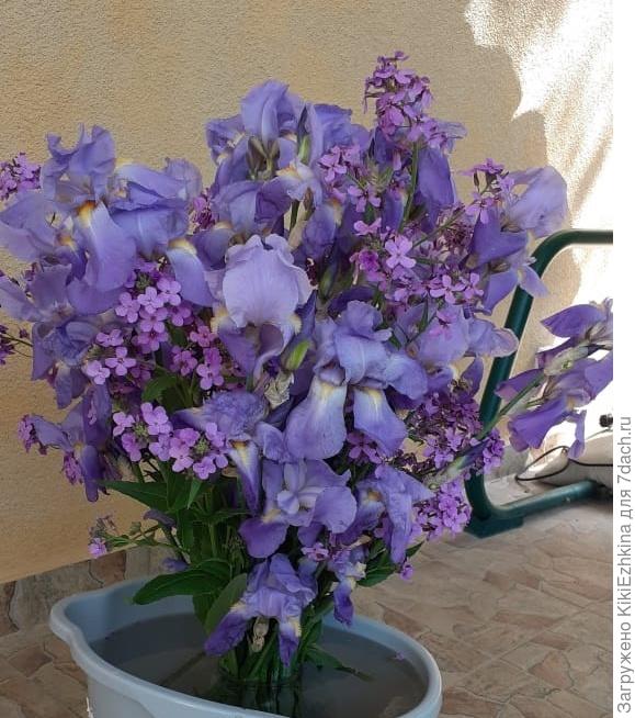 Цвет натуральный с телефона- в тени... На самом деле цветы ОЧЕНЬ яркие - насыщенно сиреневого цвета, были некоторые побледнее - я выполола... Хочу чтобы остались одни яркие...