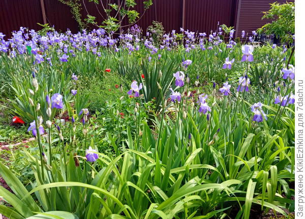 Стрелки уже  приготовили , ждут момента...  Думаю  начнут  цвести сразу после  ирисов-следом: шаг в шаг...