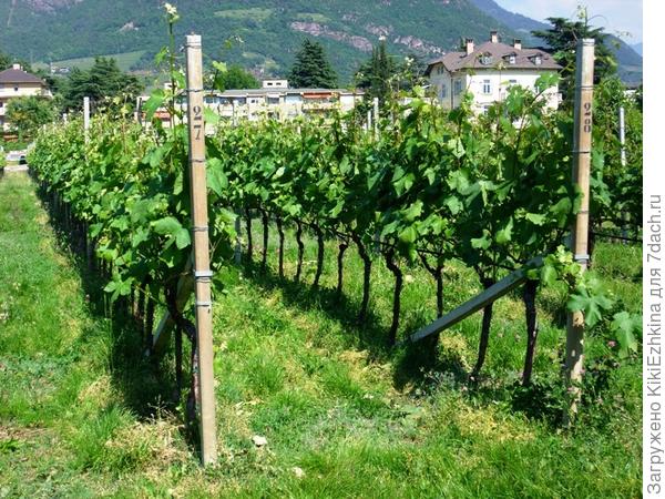 профессиональное выращивание  винограда