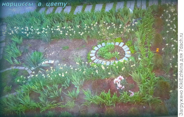 Первым  массовым  цветением отмечаются нарциссы