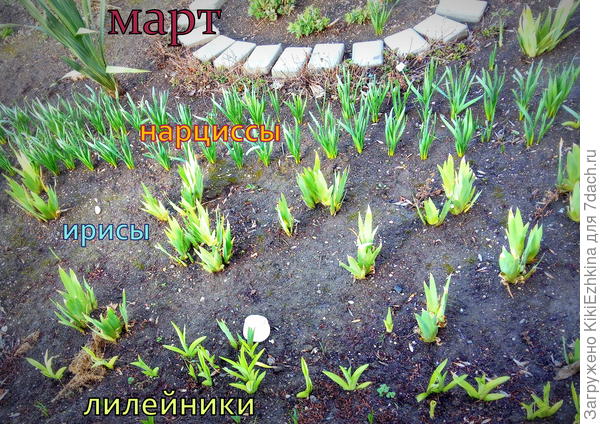 Вот  такими отдельными длинными рядами растут у меня  многолетники...