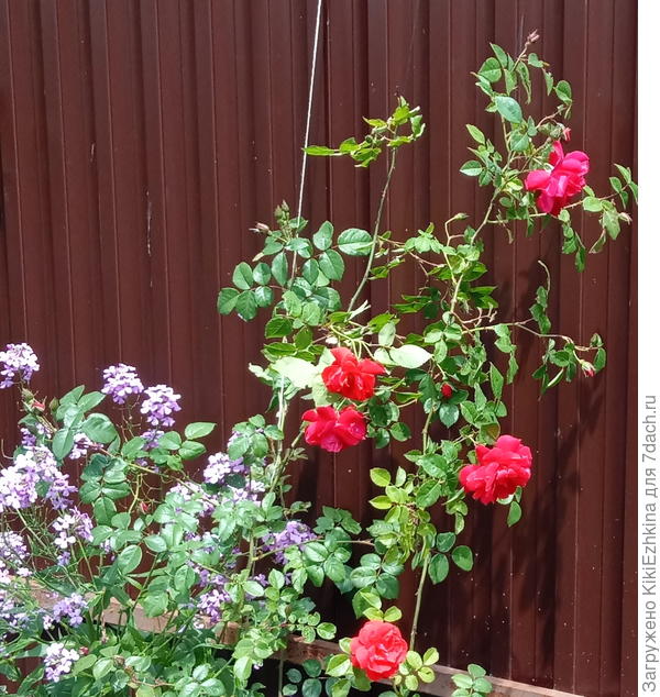 Понятия не имею , что это за сорт. Цветки карминного и алого цвета на одном стебле!