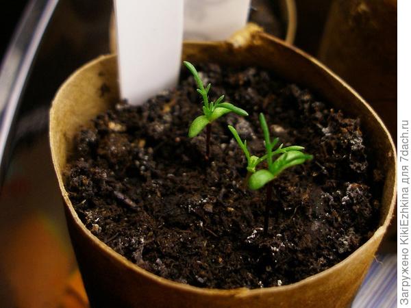 чужое фото:  вот они - ёлочки на настоящих листиках - такие должны вырасти, но пока- нет!