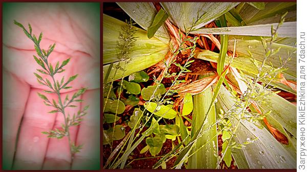 теперь  стало заметно,что этот твёрдый и цельный листик скоро рассыпется и  станет метёлочкой...