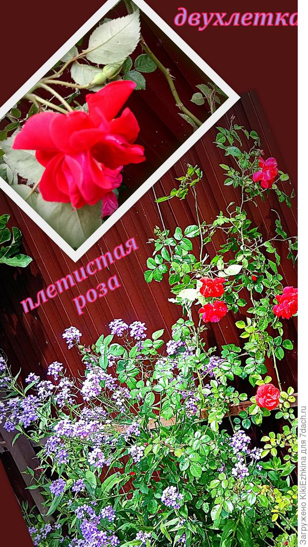 Красно-карминная  Плетистая роза