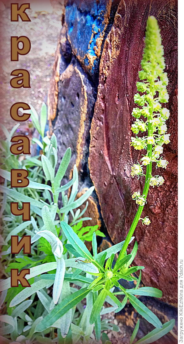 Замучали  меня   смутные сомненья: неужели таким  красавчиком  может быть сорняк?