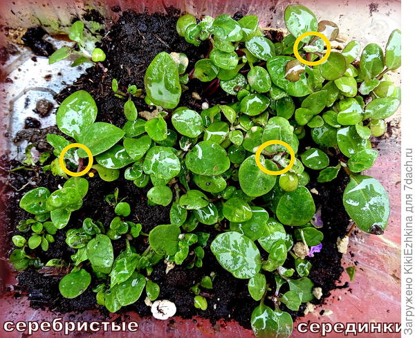 Если  сегодня сажала цинерарию - определила более-менее в подходящие места,а  вот вчерашнюю сантолину явно не по месту жительства определила... Она любит где посуше...