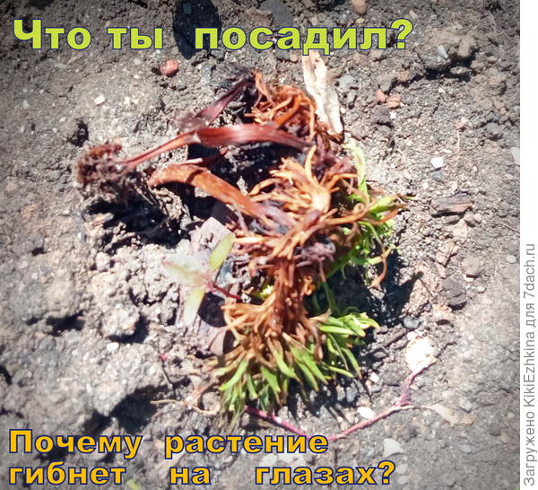 Вот моё  послание зятю :)