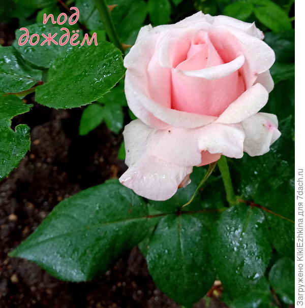 Первая  настоящая роза  зацвела- к каким она у меня относится   сортам, мне доподлинно неизвестно...