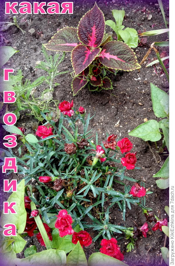 Подсыхающие цветочки для  сбора семян... Когда собирать?