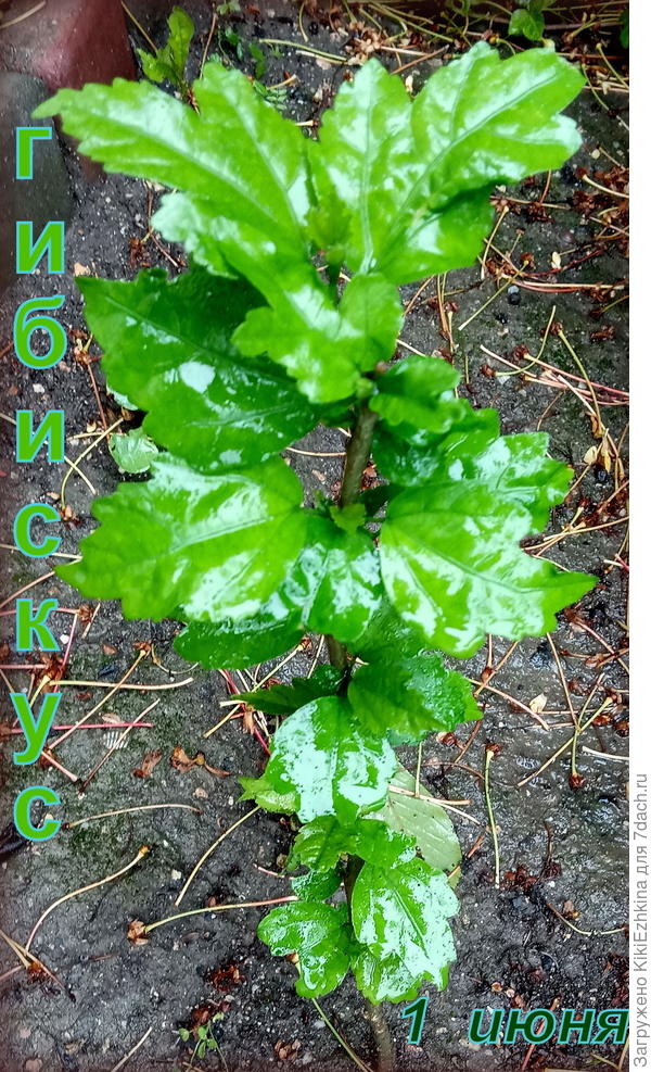 Вижу,что большинство саженцев начали оживать, вероятно, перезимовали :)