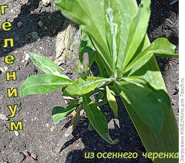 Если  живёт до сих пор с поздней  осени- вероятно корешки у него,подозреваю, образовались...