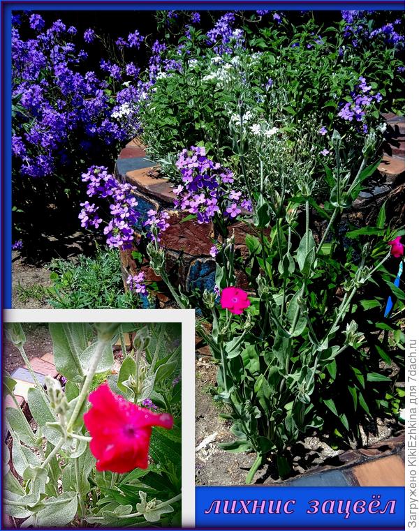 Мой телефон не передаёт его насыщенно свекольно-малинового  цвета!