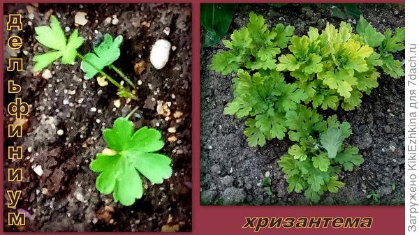 Двухлетний кустик хризантемы - ждёт  полноценного цветения, когда пересадить?