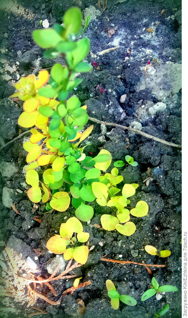 Видите,  рядом  с  кустиком  ещё  высунулись на свет божий  новые  семядольные  листики  того же сорта барбариса!