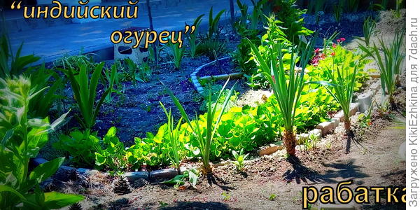 В зимнее  время по задней линии этого огурца  будут стоять наши  вечнозелёные юкки - пока ещё  молоденькие... Скоро  прирастут и  станут заметнее...