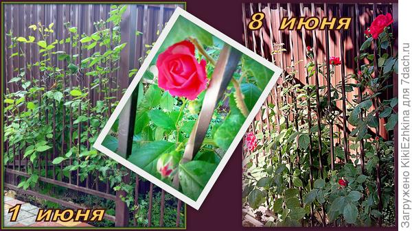 Этот розовый  кустик   по  возрасту старше на два года и растёт у забора с южной стороны  участка... Зацвёл на целую декаду  позднее!