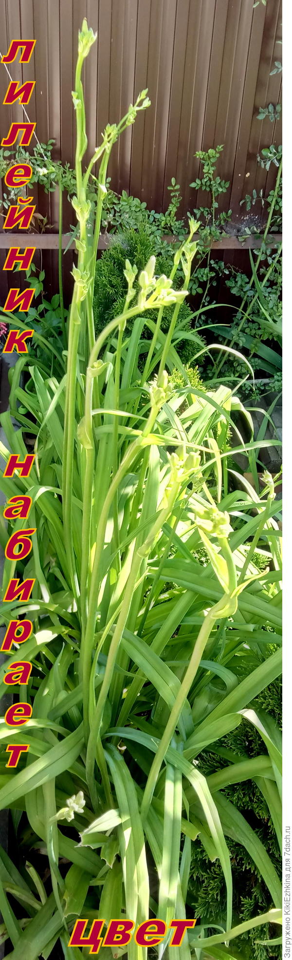 Мой  лилейник обычный  рыжий- подзаборный...  На юге, однако зацветёт  позднее! И, вероятно не столь обильно как ваш...