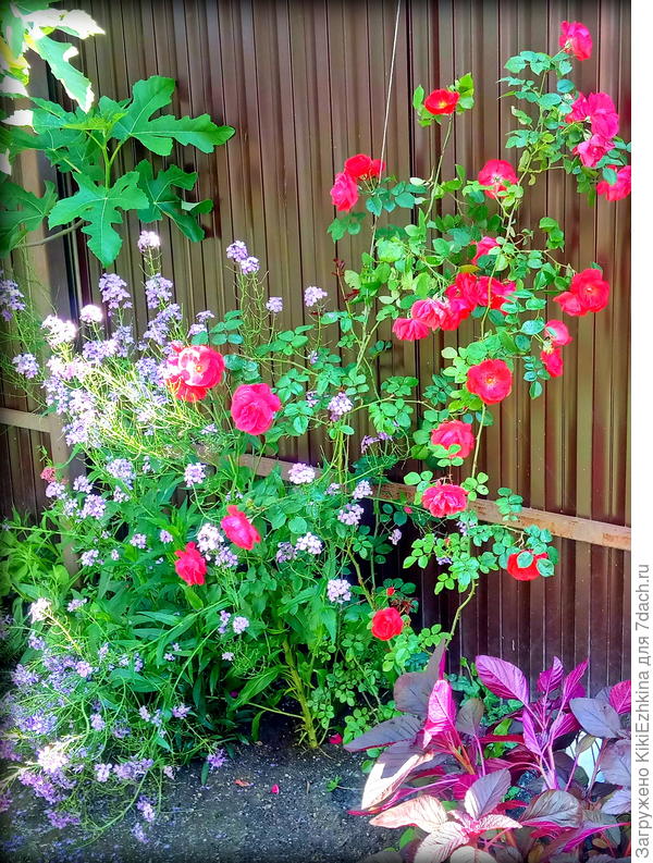 Где-то под этой Вечерницей Матроны подрастает душистый горошек...