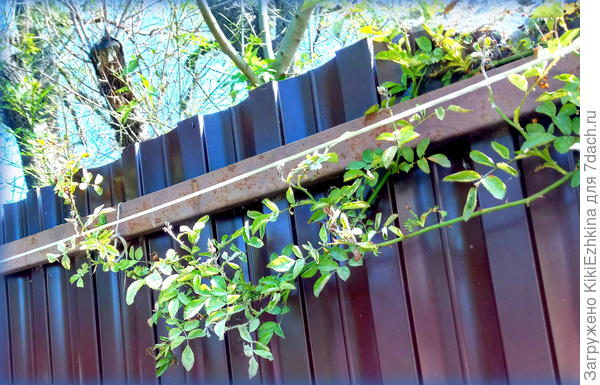 Из-за  вот этого забора не хотелось применять бардосскую смесь- останутся пятна от извести- будет неприглядный  вид у забора.. А  фитоспорин не помогает, по моим наблюдениям...