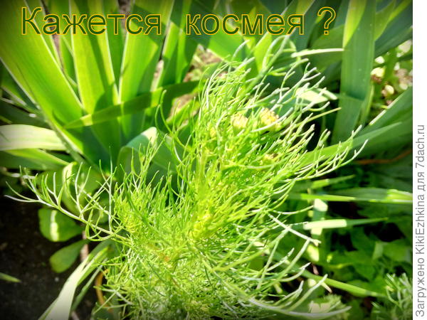 Пора  прищипывать для пышного цветения!