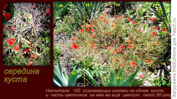 Почему он  начал  сразу с весны расти пышным кустом- мне неизвестно... Но в других местах- тонкие вытянутые былинки с одиночными цветочками... Видимо дело в пустом месте вокруг него в период  возрастания...