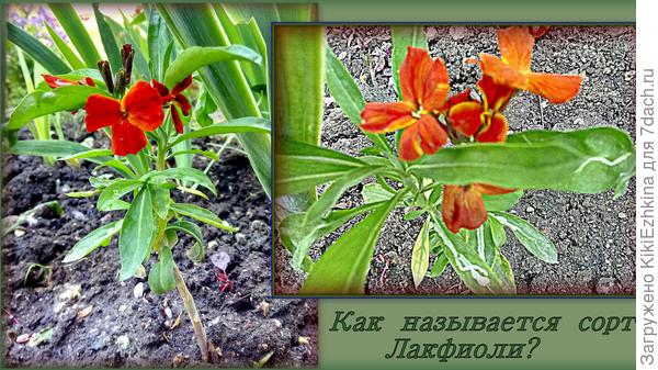 Развела  себе в саду Лакфиоль- как  размножить?