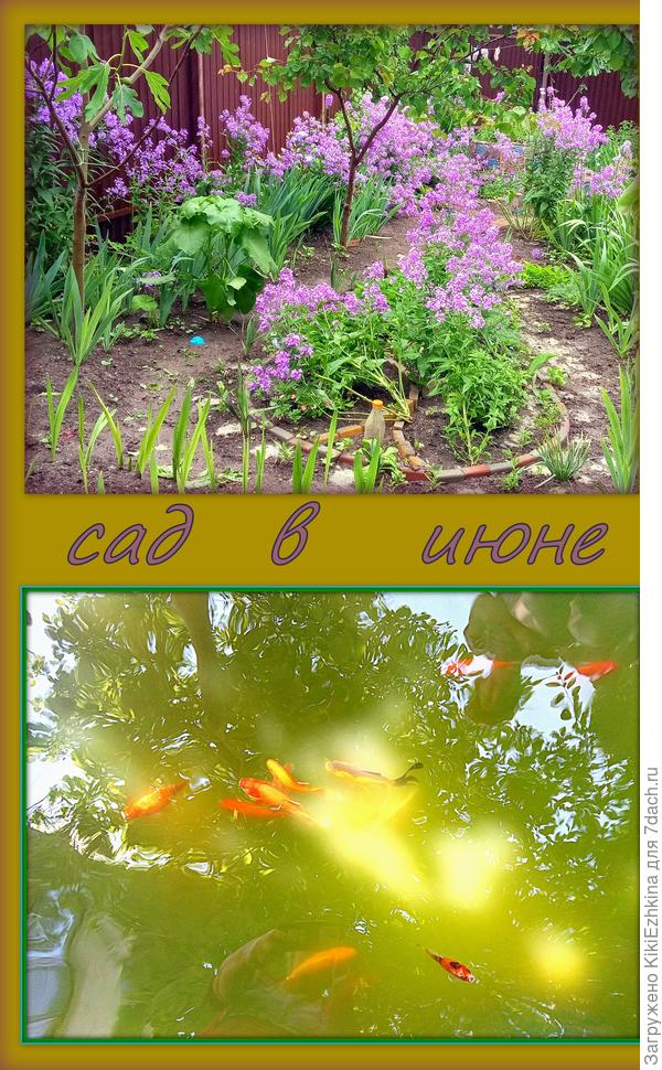 Вечерница  Матроны  заполонила  весь сад... всё  остальное  жмётся  по  краям вокруг неё...