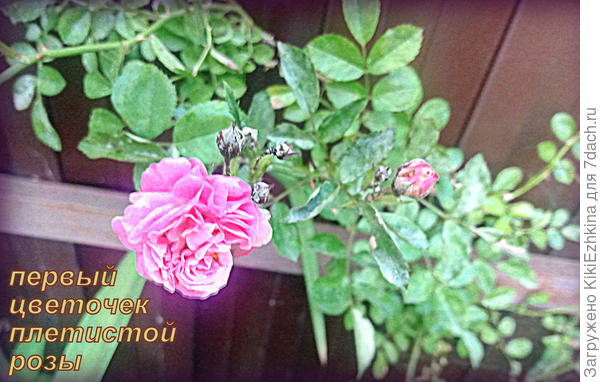 Меня  интересует внешний  вид  бутончиков:  он  почему-то несколько  напоминает  червление  по  серебру...