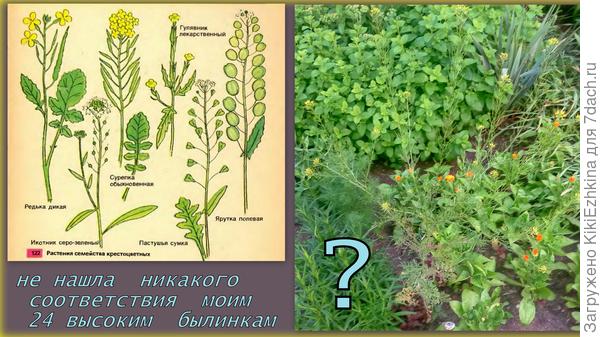 Тут  я  ещё  терялась в загадках... с названием  сорняка...