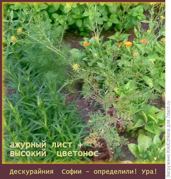 А здесь  мне уже  помогли разобраться с названием этого растения! Спасибо всем!