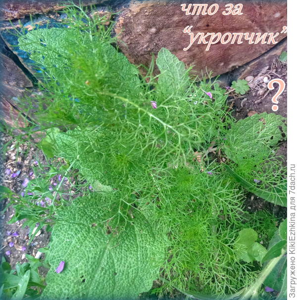 Вот ещё какое-то растение похожее одновременно на укроп, космею или ромашку... Что же это на самом деле?